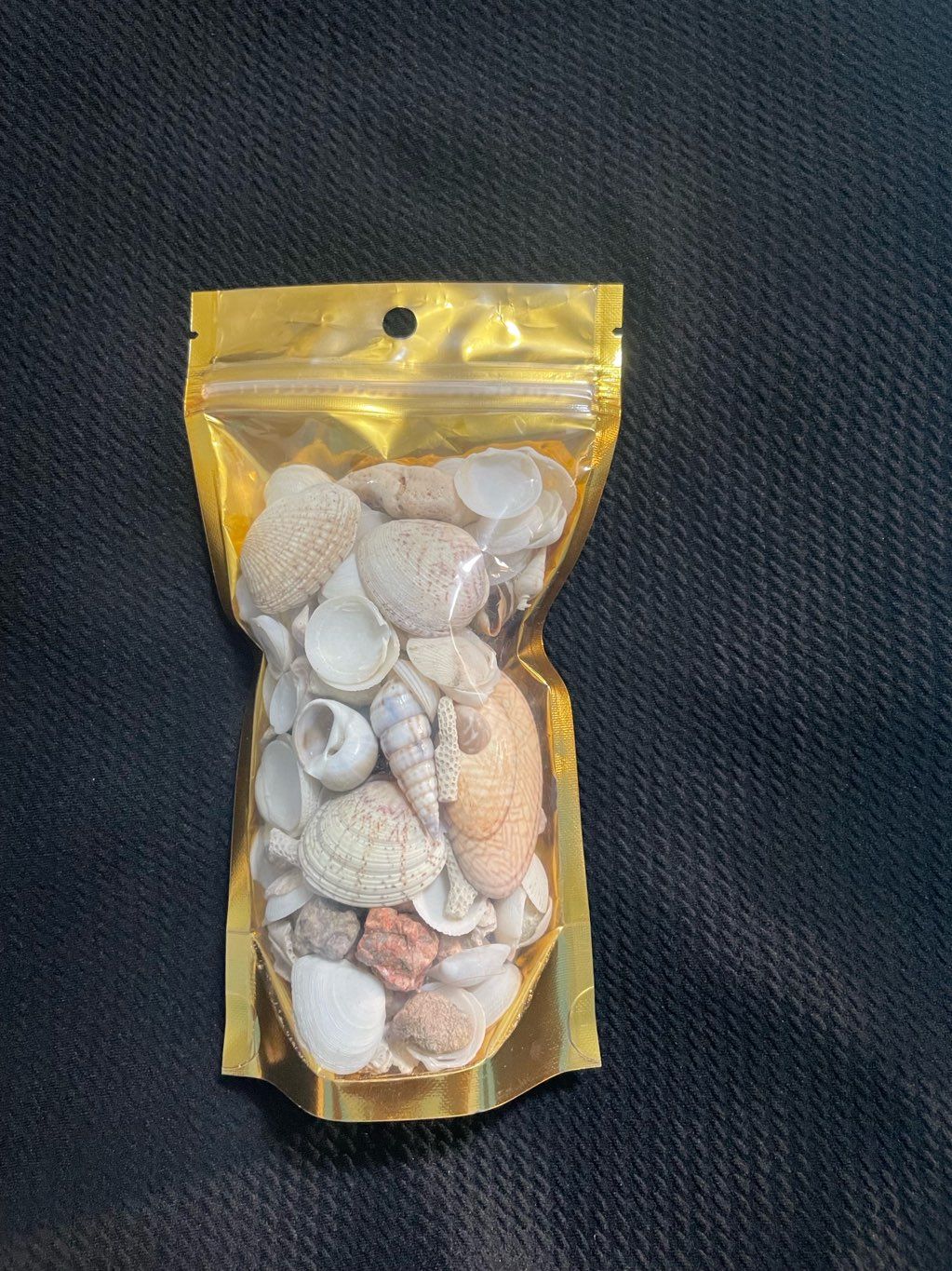 collection of sea shells