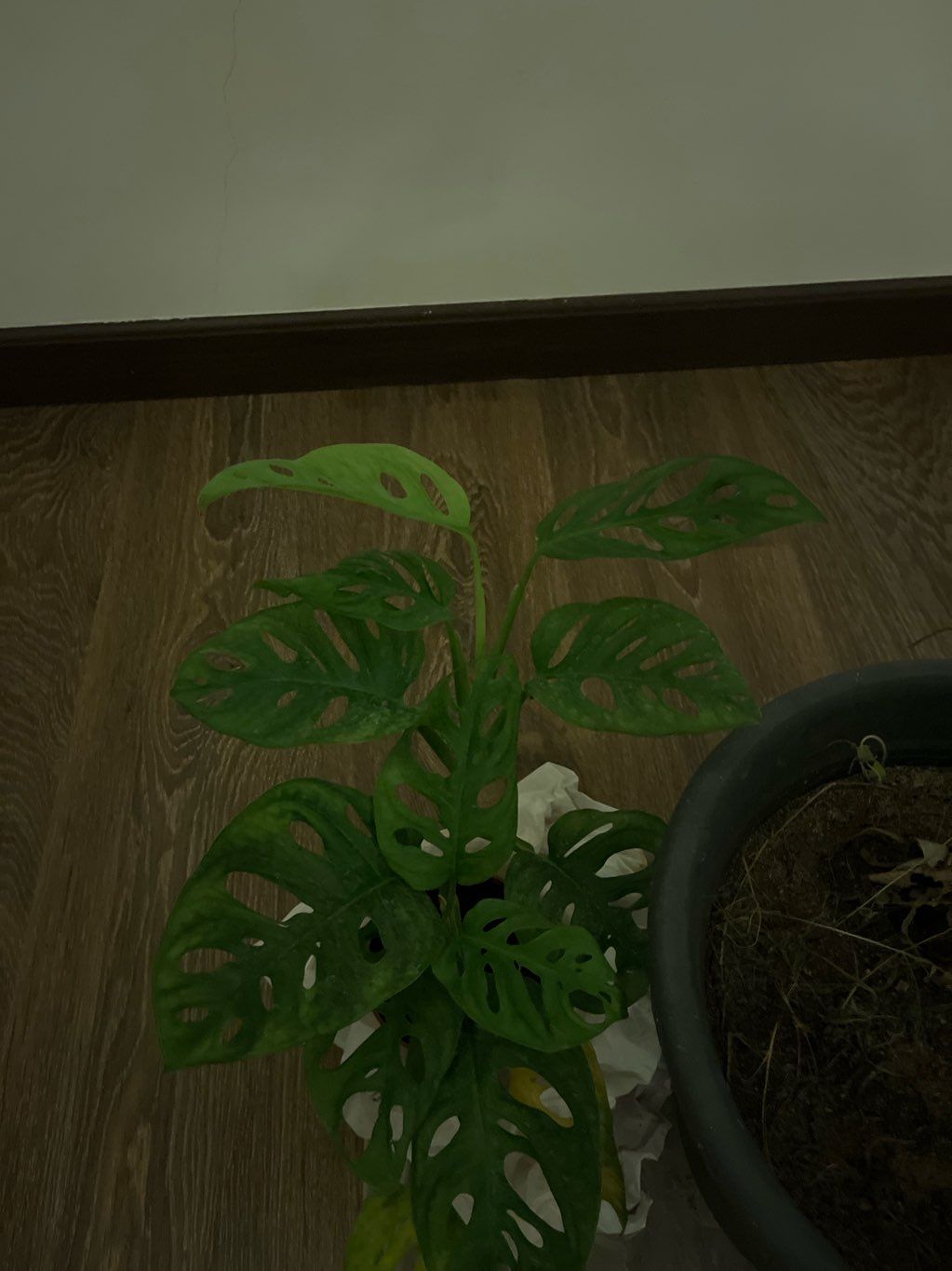 monstera adansonii