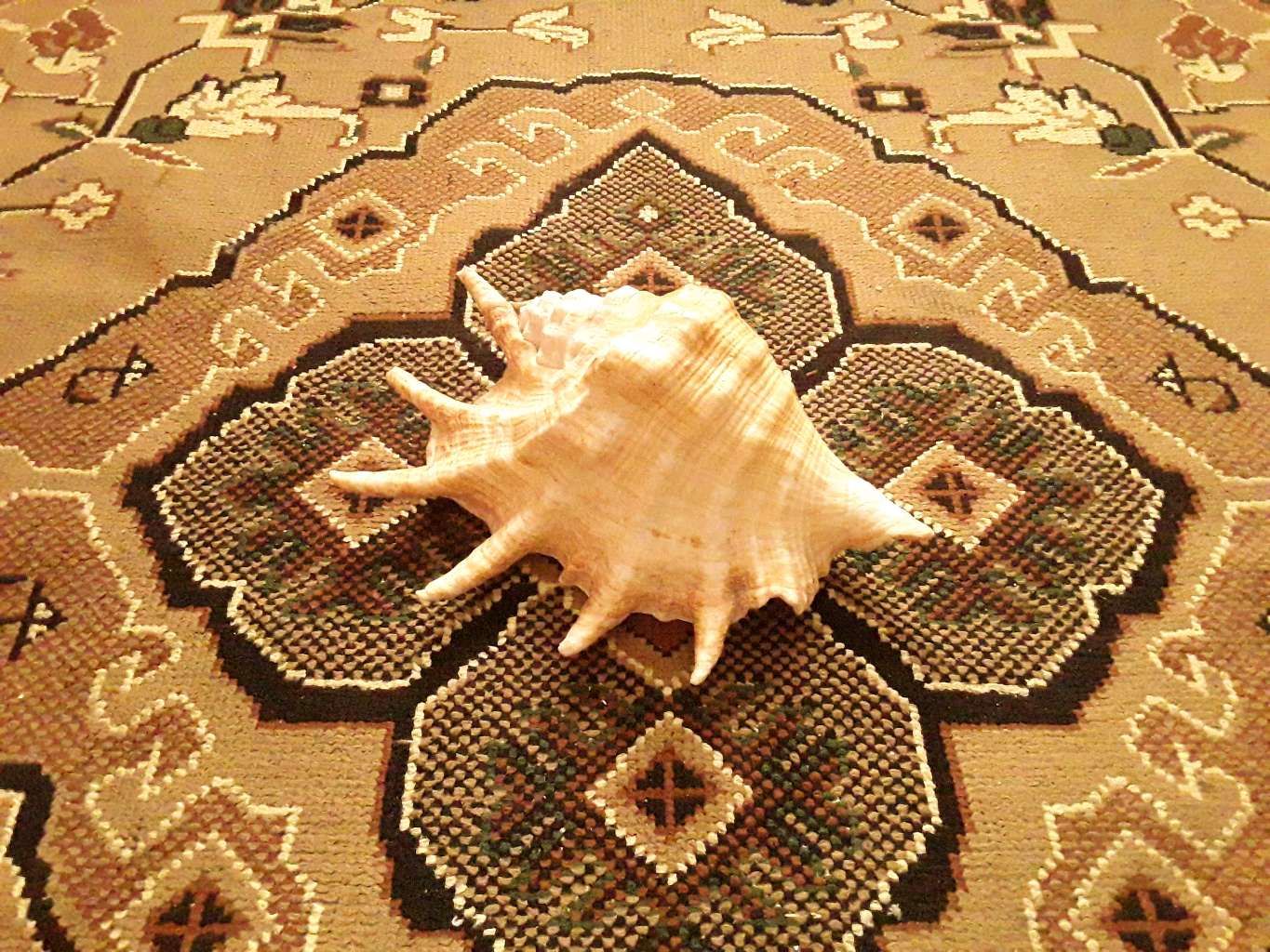 Sea Snail Shell