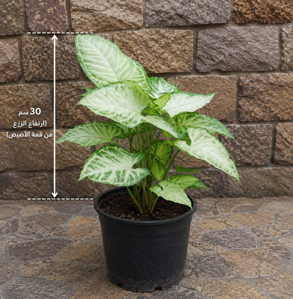 سنجنيوم (رجل البطة) نبات زينه