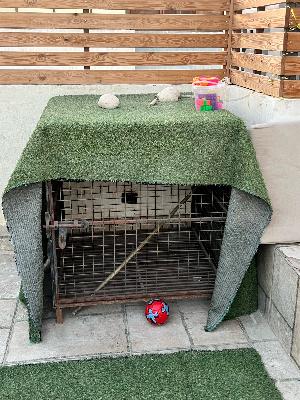 iron box for dog