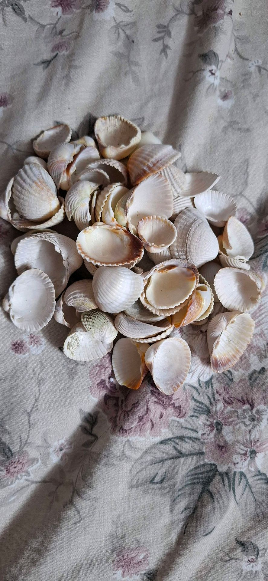 sea shells