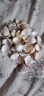 sea shells