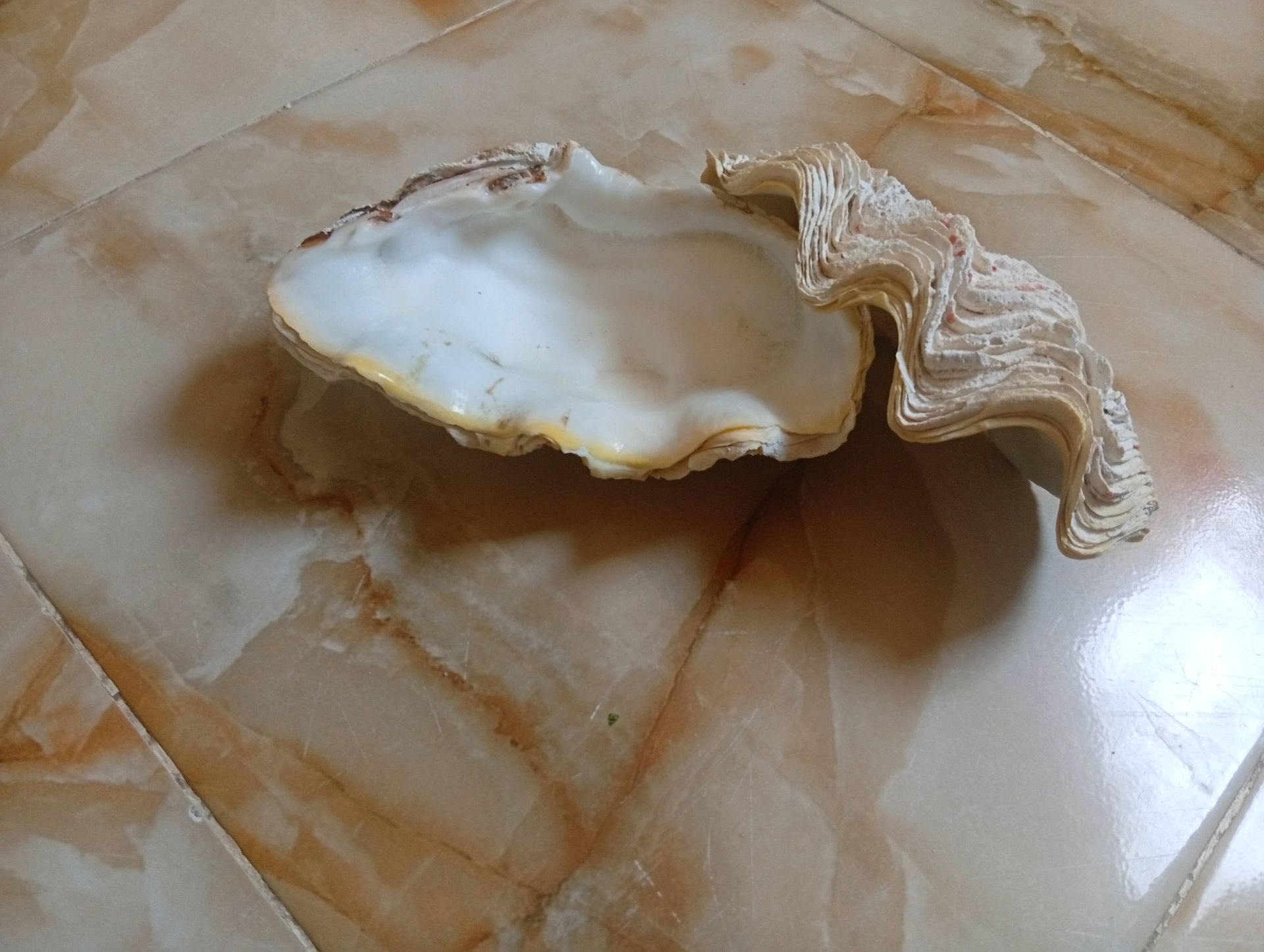Oyster shell fossil