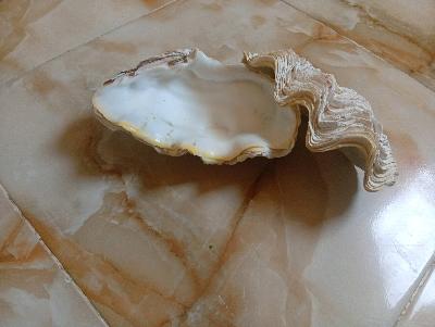 Oyster shell fossil