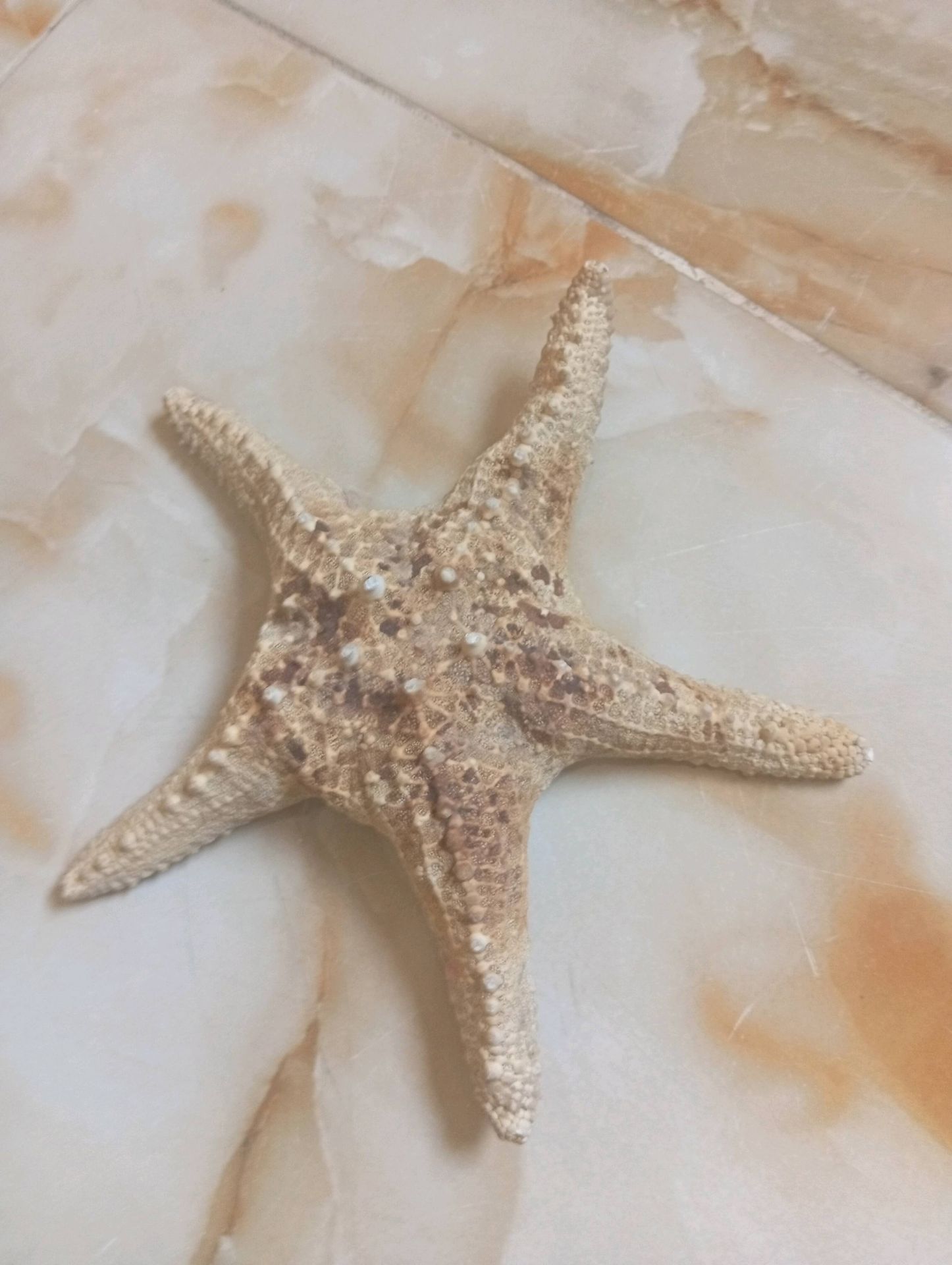 Starfish