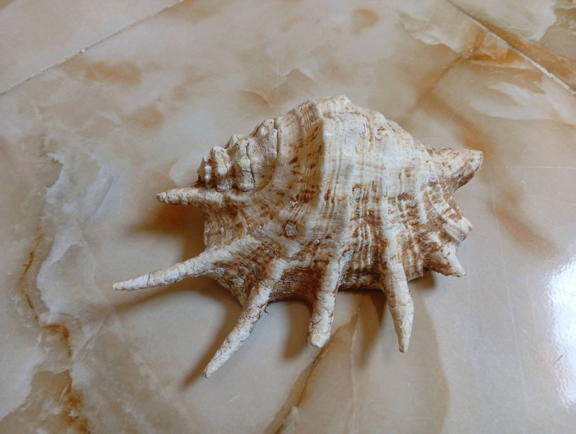 Seashell pair collectible