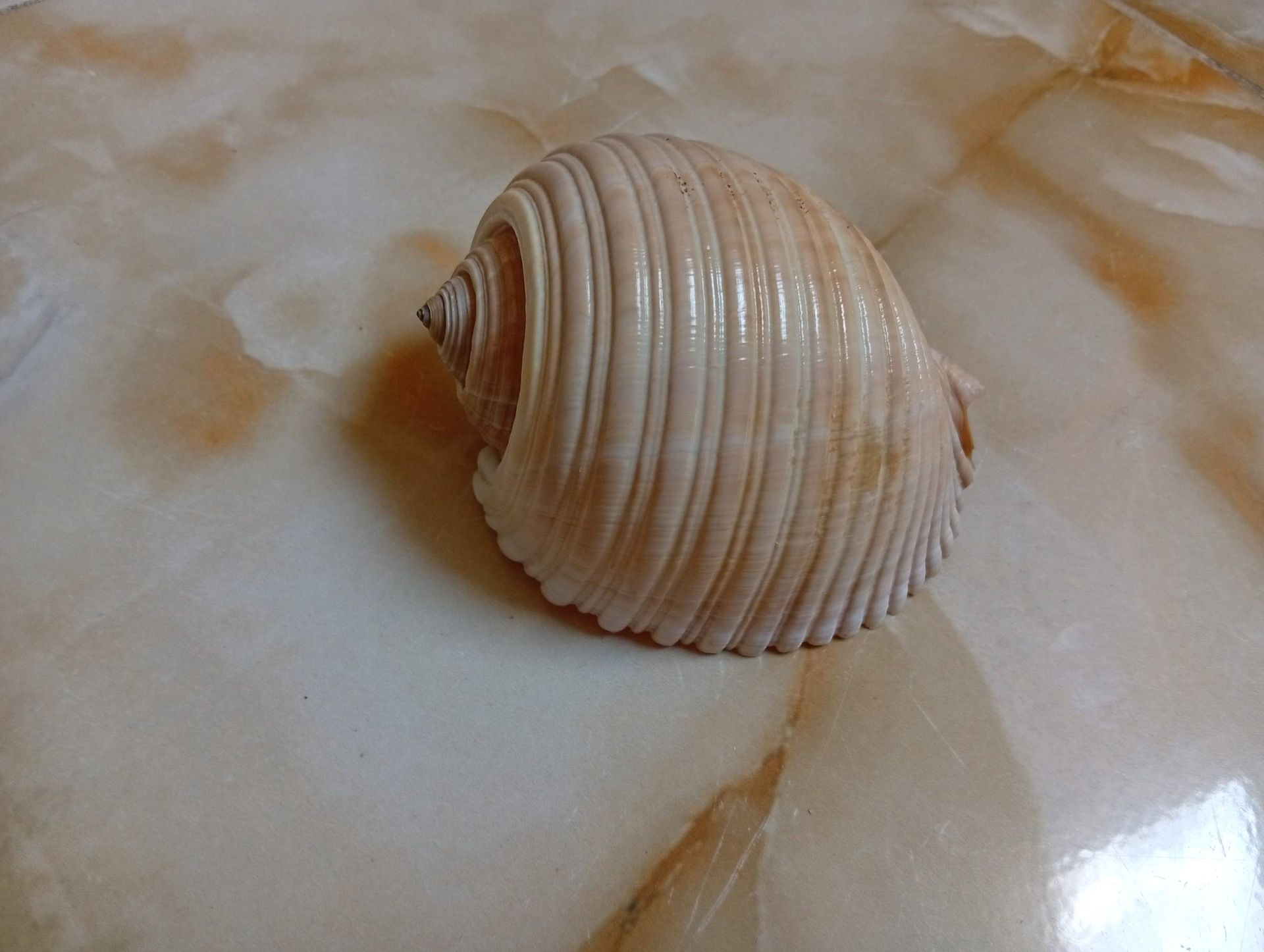 Seashell collectible