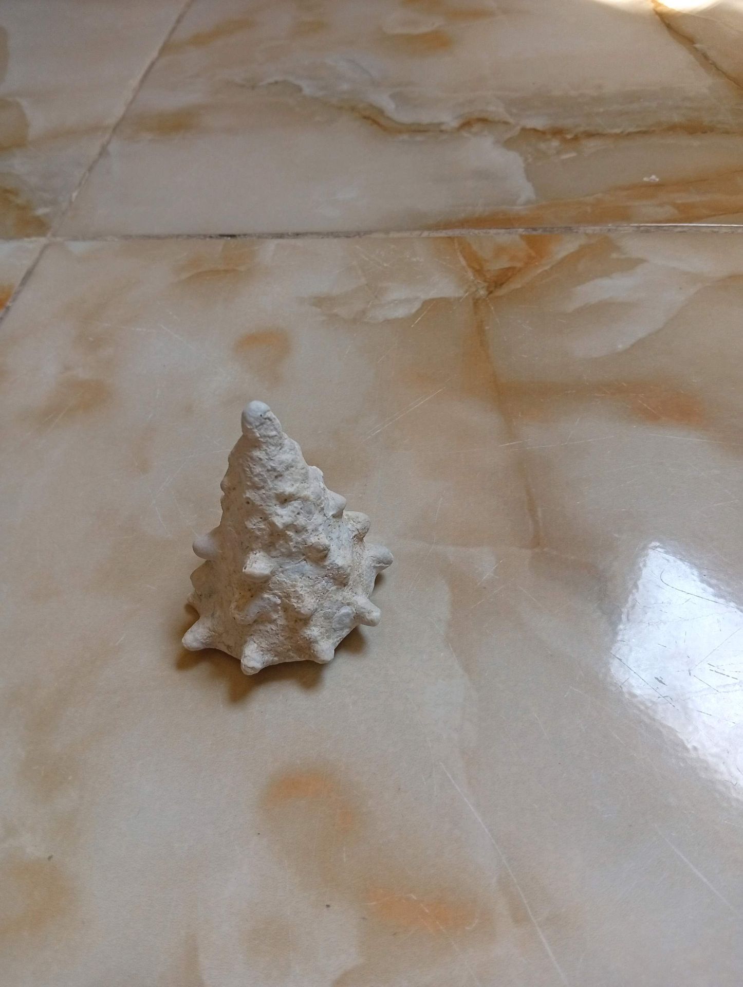 Small Fossil Shell