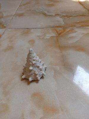 Small Fossil Shell