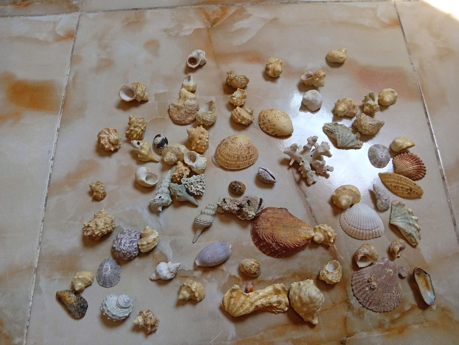 Seashell & Coral Collection