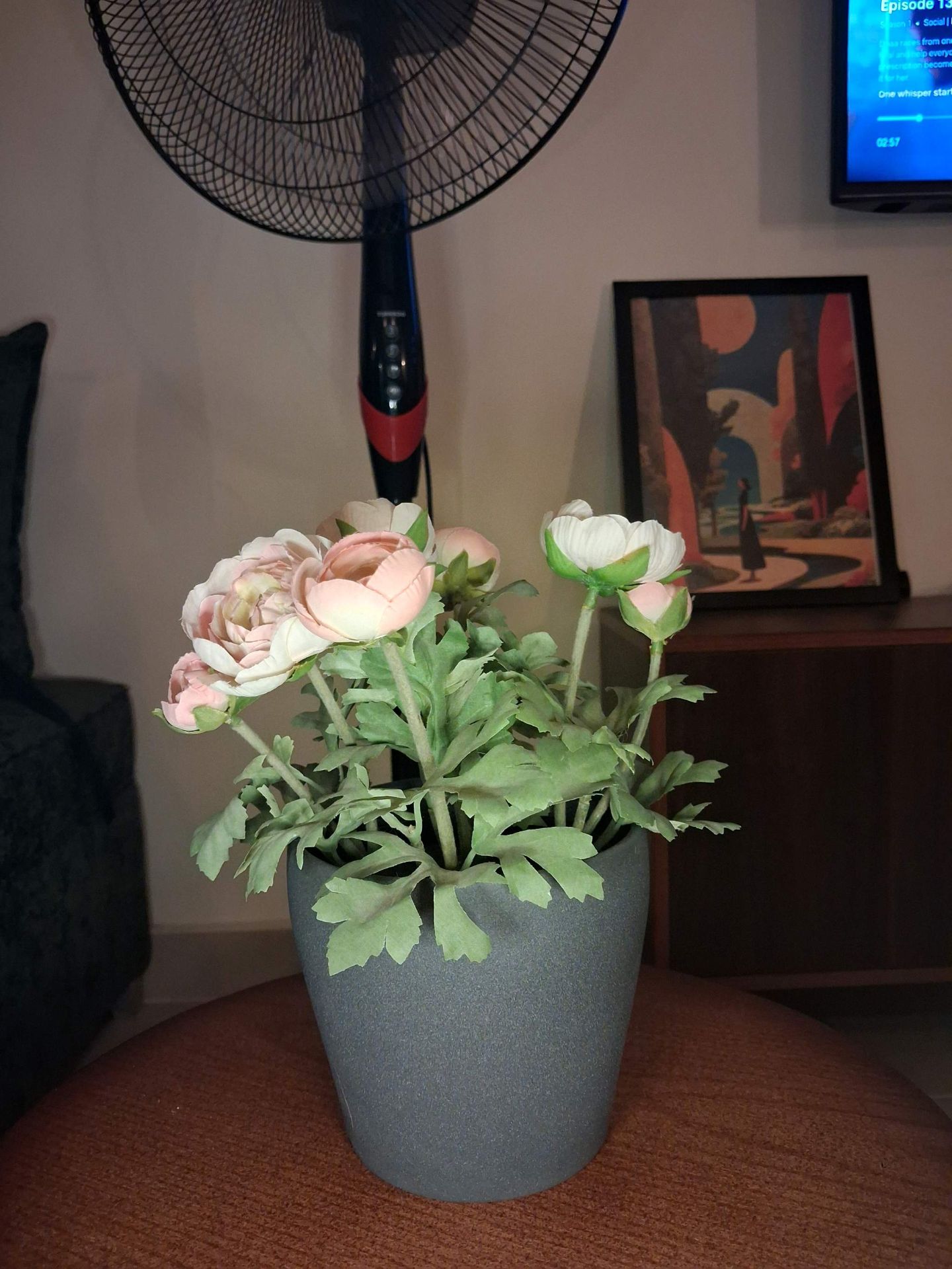 Potted Ranunculus Flowers