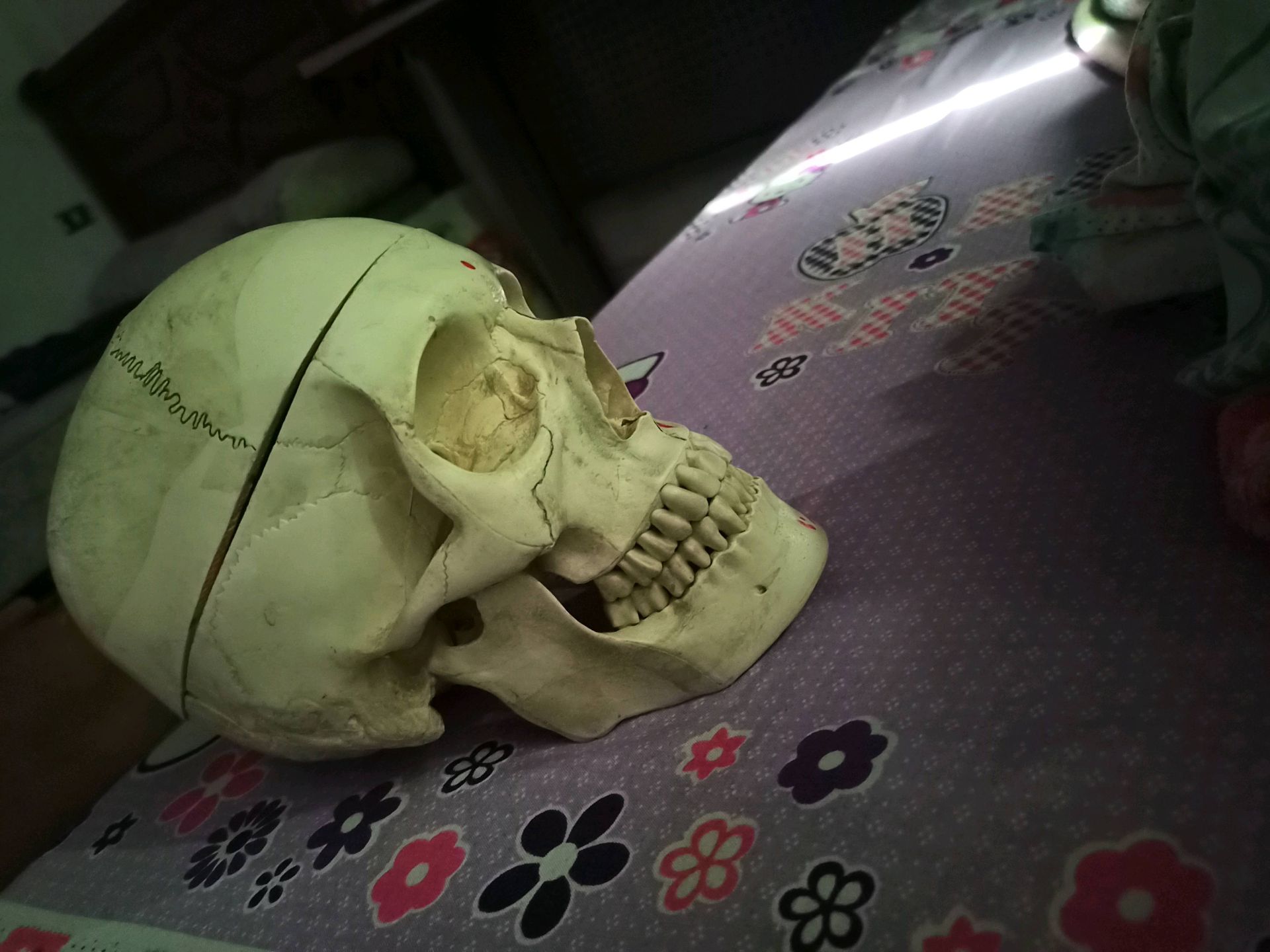 Anatomical Skull Model