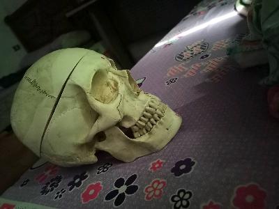 Anatomical Skull Model