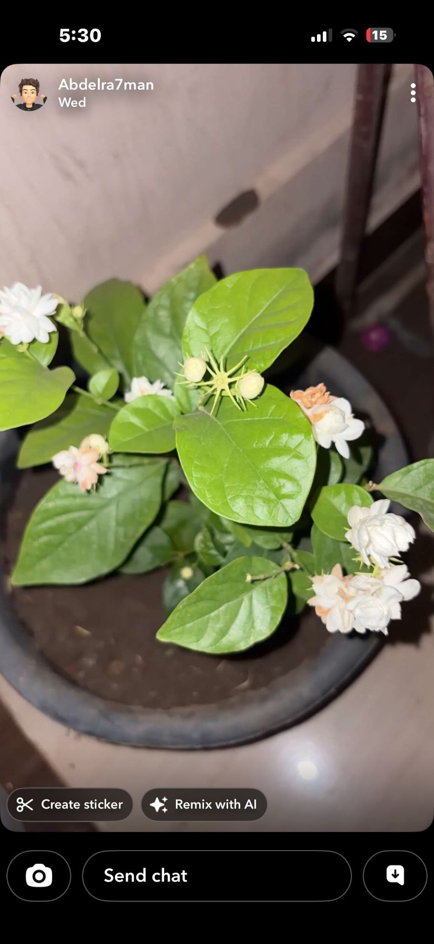 Potted flowering plant