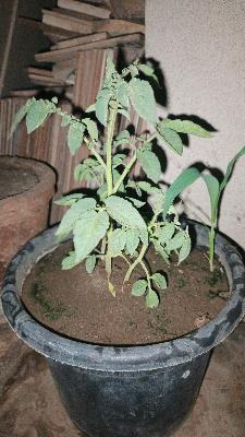Tomato Seedling Plant