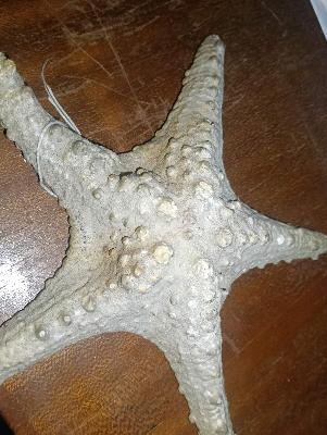 Starfish Replica