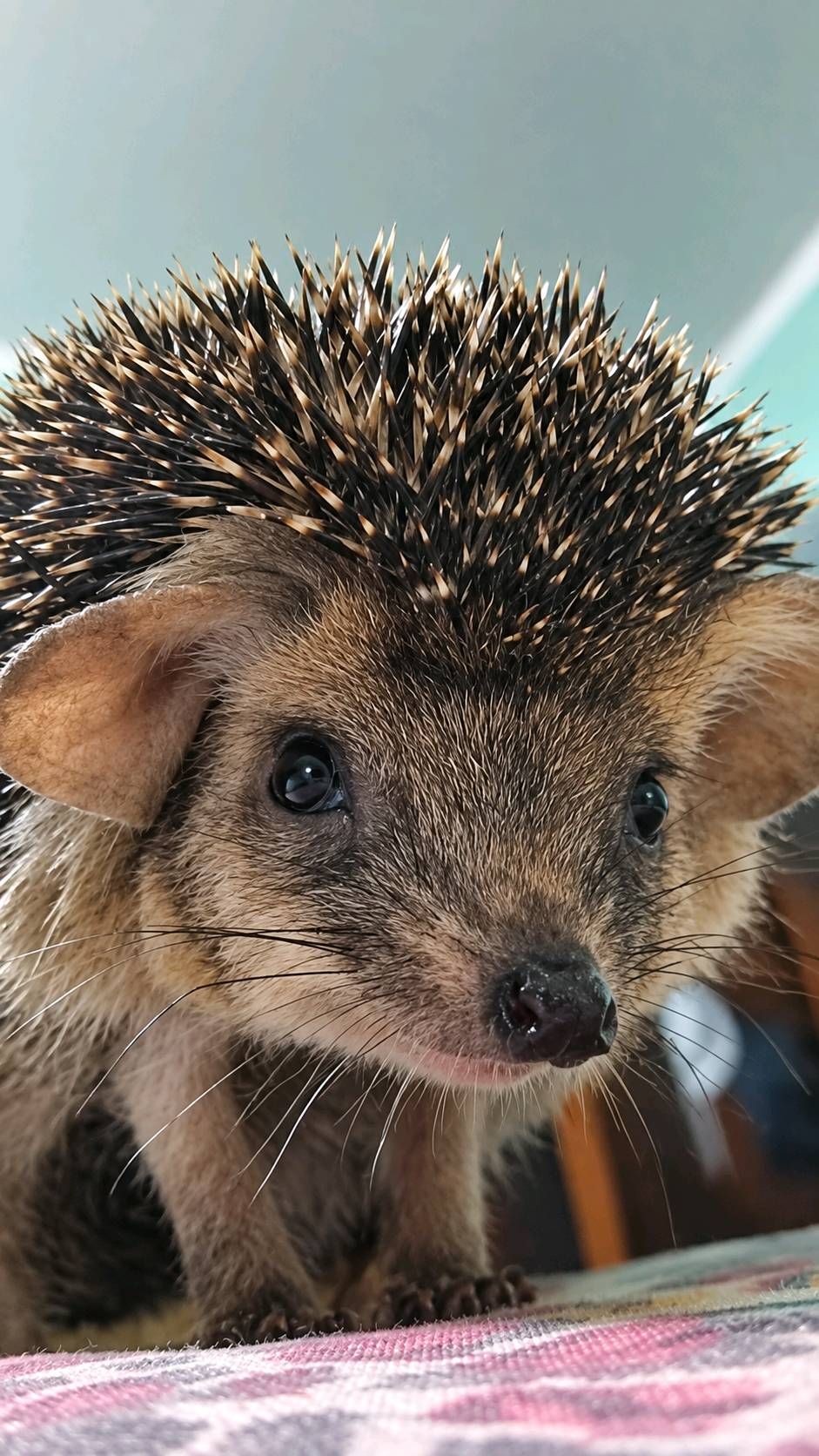 Hedgehog pet