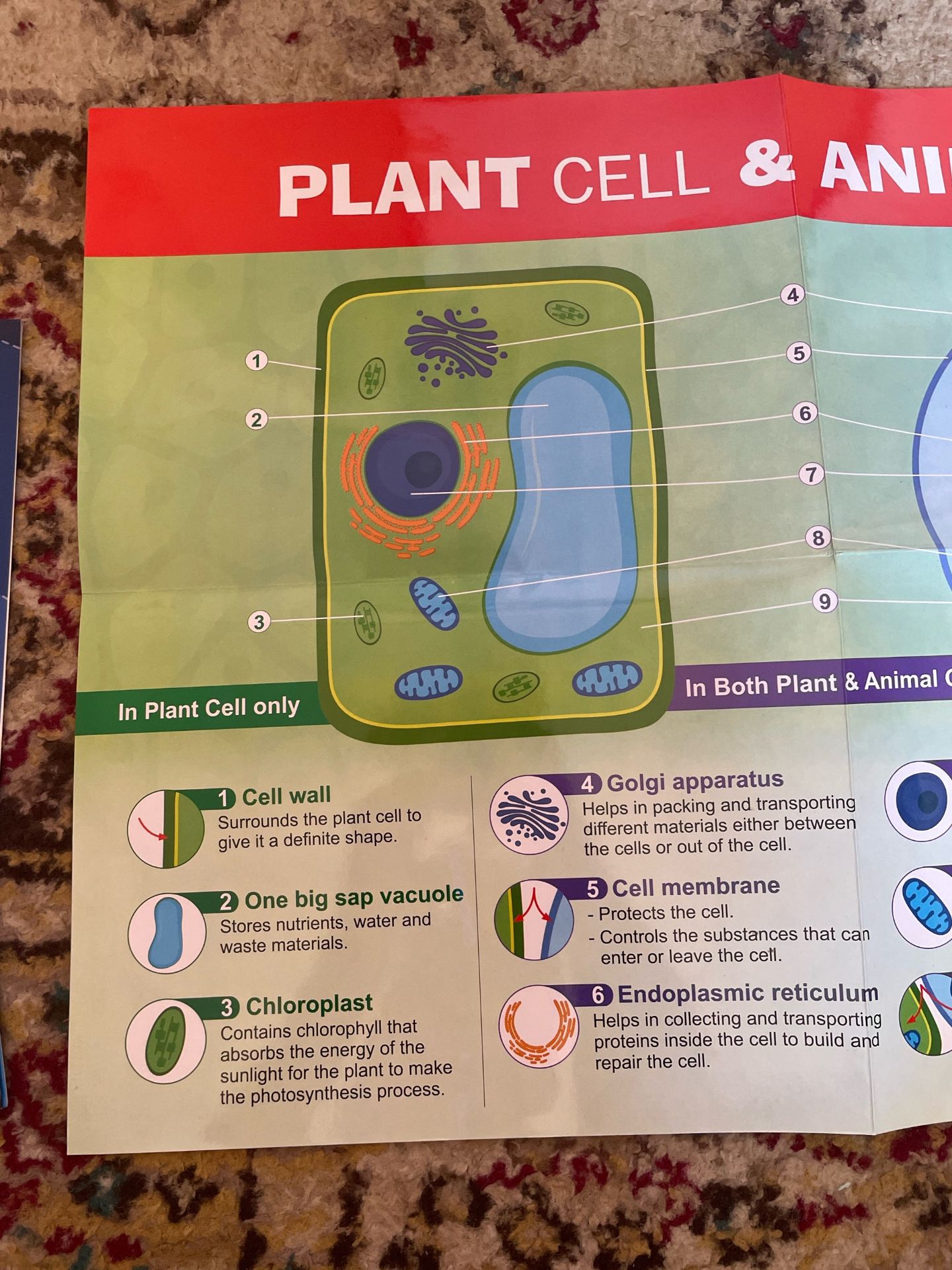 Plant & Animal Cell Educational Chart