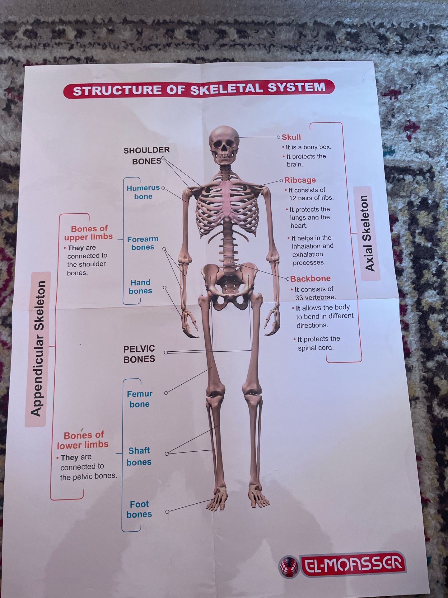 Skeletal System Educational Chart