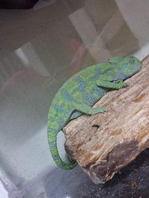 pet