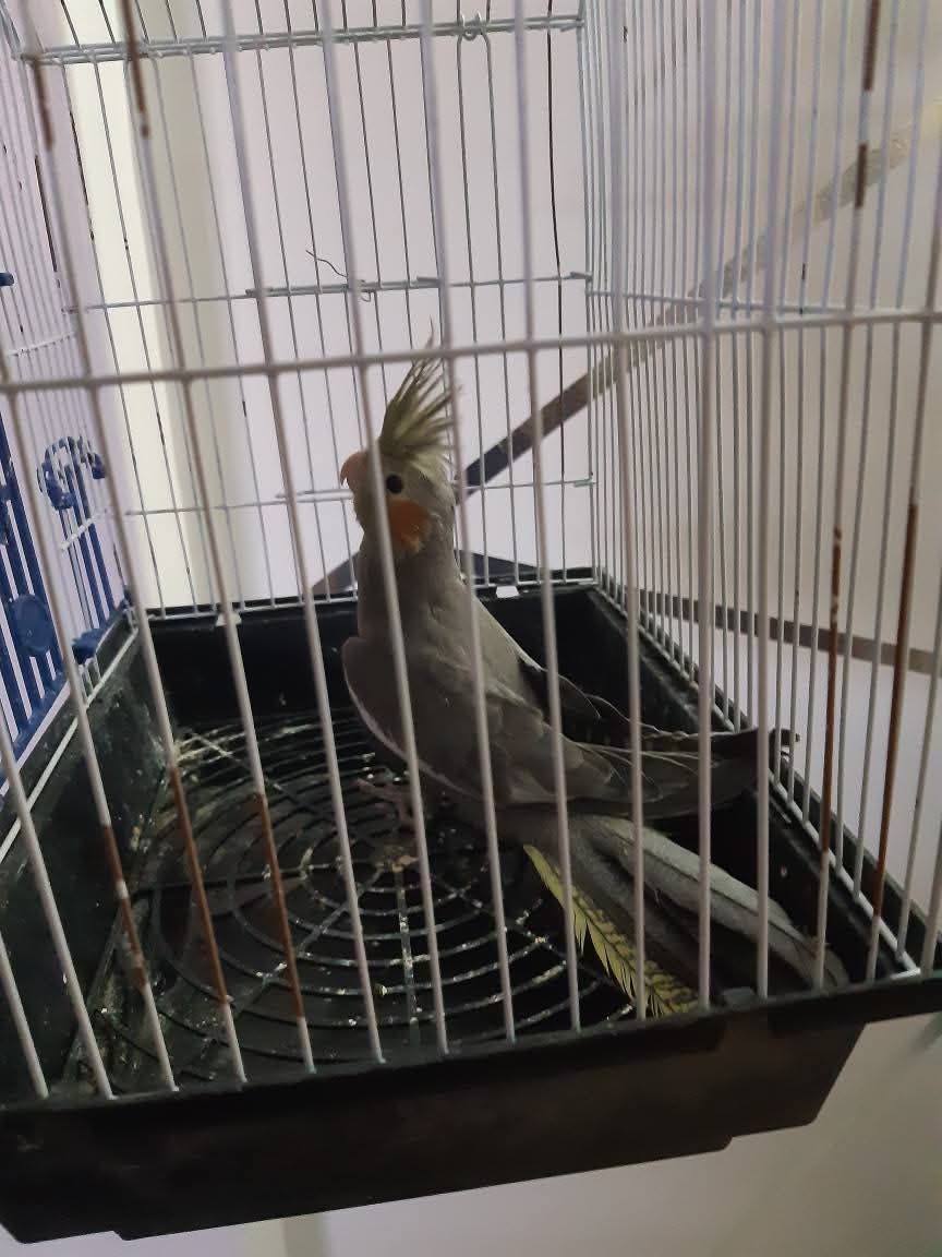 Bird Cage with Cockatiel